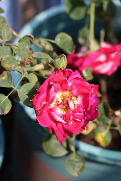 55-210镜头适合拍什么_55-210镜头画质怎么样-第3张图片-星辰妙记 55-210镜头适合拍什么_55-210镜头画质怎么样-第3张图片-星辰妙记