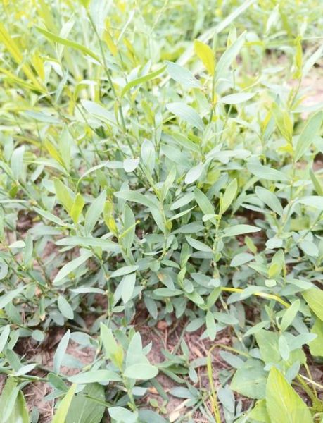 孕妇能喝猪牙草水吗_猪牙草水对孕妇安全吗-第1张图片-星辰妙记