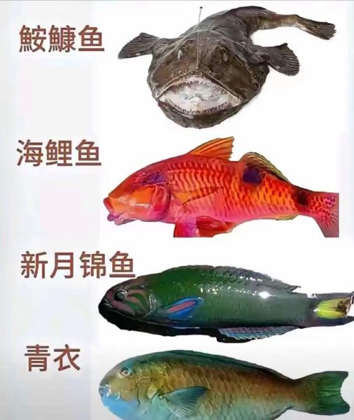 孕妇可以吃哪些深海鱼_孕妇吃深海鱼安全吗-第2张图片-星辰妙记