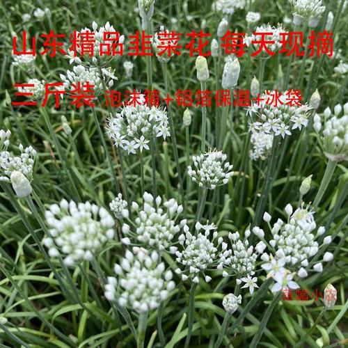 孕妇可以吃韭菜花吗_韭菜花对孕妇安全吗-第2张图片-星辰妙记