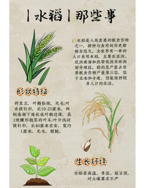 稻作文化起源_稻作文化有哪些特点-第1张图片-星辰妙记