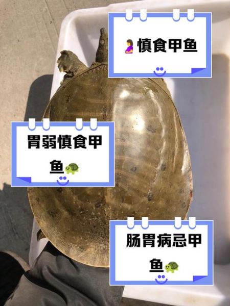 孕妇可以吃甲鱼吗_孕期吃甲鱼安全吗-第2张图片-星辰妙记