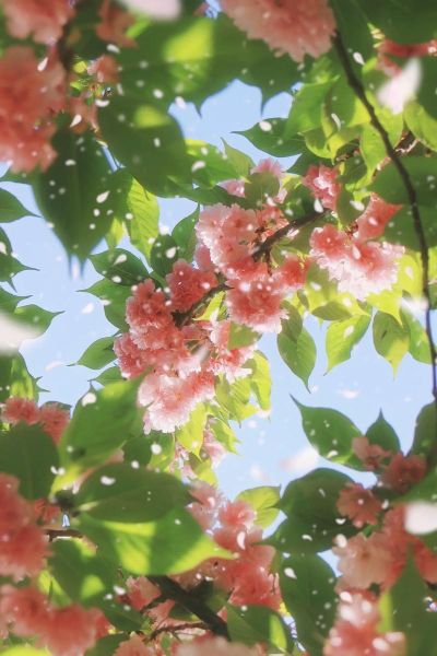 柔光镜头是什么_柔光镜头适合拍什么-第2张图片-星辰妙记 柔光镜头是什么_柔光镜头适合拍什么-第2张图片-星辰妙记