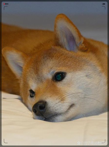 狗头镜头适合拍什么_狗头镜头值得买吗-第3张图片-星辰妙记