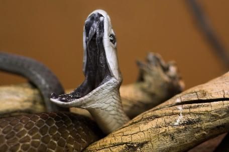 孕妇梦见小黑蛇是什么意思_孕妇梦见小黑蛇生男生女-第3张图片-星辰妙记