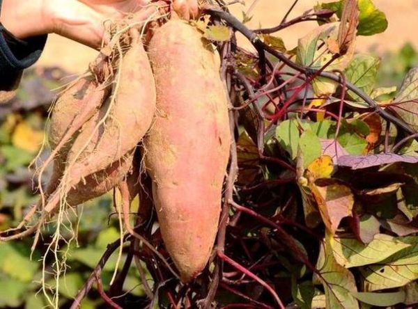 孕妇梦见红薯是什么意思_孕妇梦见红薯生男生女-第2张图片-星辰妙记