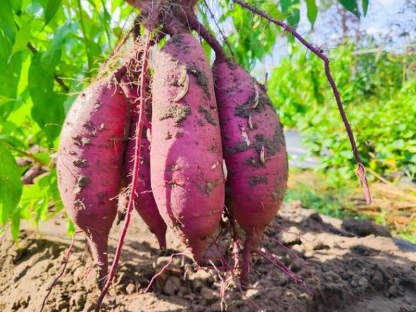 孕妇梦见红薯是什么意思_孕妇梦见红薯生男生女-第3张图片-星辰妙记