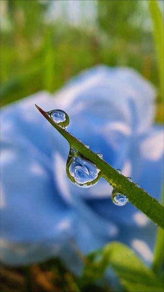 微距镜头怎么选_微距镜头适合拍什么-第3张图片-星辰妙记 微距镜头怎么选_微距镜头适合拍什么-第3张图片-星辰妙记