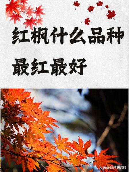 枫叶为什么变红_枫叶几月最红-第1张图片-星辰妙记 枫叶为什么变红_枫叶几月最红-第1张图片-星辰妙记