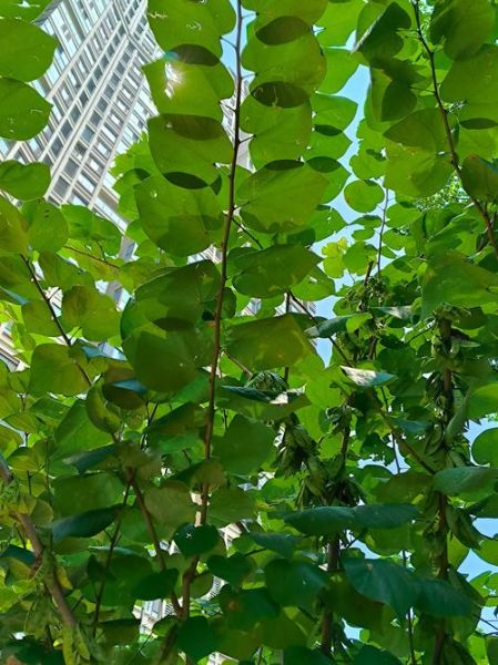 桑树怎么种植_桑树有哪些用途-第1张图片-星辰妙记