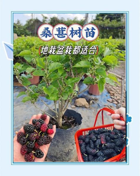 桑树怎么种植_桑树有哪些用途-第2张图片-星辰妙记