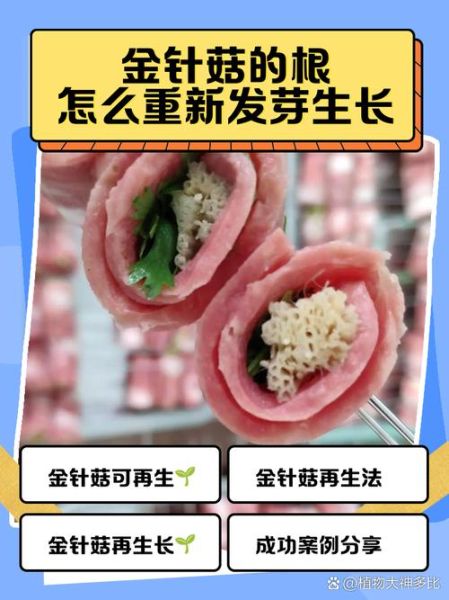 金针根孕妇可以吃吗_金针根孕妇食用禁忌-第1张图片-星辰妙记