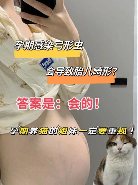 孕妇养猫对胎儿的危害_弓形虫感染风险有多大-第1张图片-星辰妙记
