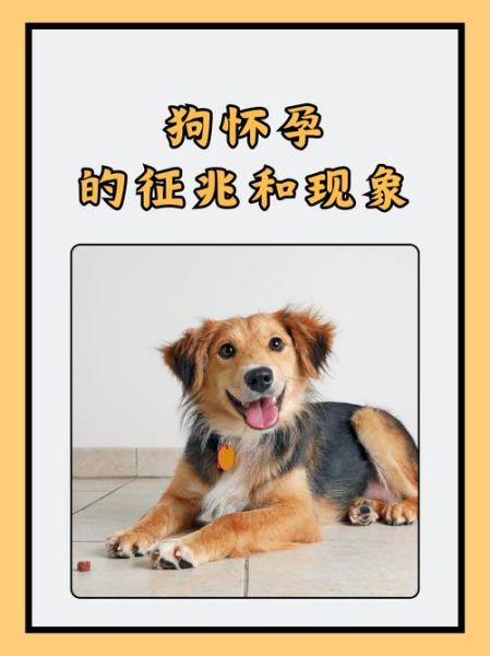 孕妇梦见小狗是什么意思_孕妇梦见小狗生男生女-第3张图片-星辰妙记