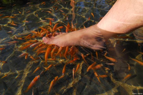 孕妇可以做鱼疗泡脚吗_孕妇鱼疗泡脚安全吗-第1张图片-星辰妙记