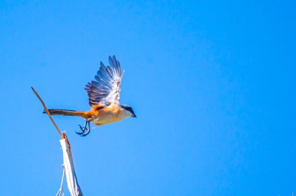 佳能远焦镜头推荐_哪款适合拍鸟-第1张图片-星辰妙记