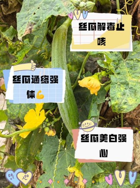 孕妇晚期可以吃丝瓜吗_丝瓜对胎儿好吗-第3张图片-星辰妙记