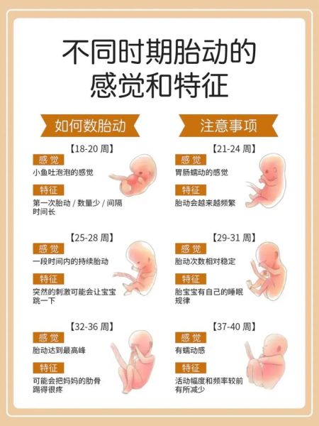 孕妇胎动视频怎么看_胎动频繁正常吗-第2张图片-星辰妙记