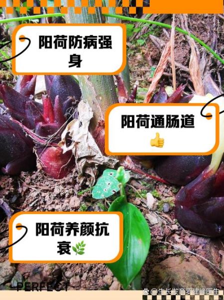 孕妇能吃阳荷吗_阳荷对孕妇有什么好处-第1张图片-星辰妙记 孕妇能吃阳荷吗_阳荷对孕妇有什么好处-第1张图片-星辰妙记