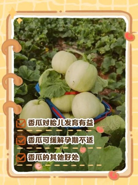 孕妇能吃香瓜吗_香瓜对胎儿有影响吗-第1张图片-星辰妙记 孕妇能吃香瓜吗_香瓜对胎儿有影响吗-第1张图片-星辰妙记