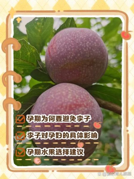 孕妇能吃李子吗_李子对胎儿的好处-第1张图片-星辰妙记