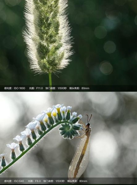 80mm镜头适合拍什么_80mm镜头虚化效果好吗-第1张图片-星辰妙记