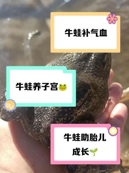 孕妇可以吃青蛙吗_孕期吃青蛙安全吗-第2张图片-星辰妙记