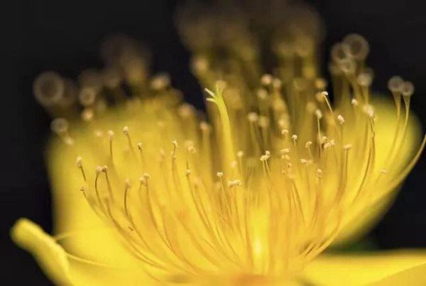 6d微距镜头推荐_6d微距镜头怎么选-第3张图片-星辰妙记 6d微距镜头推荐_6d微距镜头怎么选-第3张图片-星辰妙记