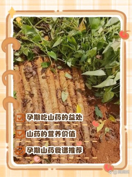 孕妇能吃山药吗_山药对胎儿的好处-第1张图片-星辰妙记