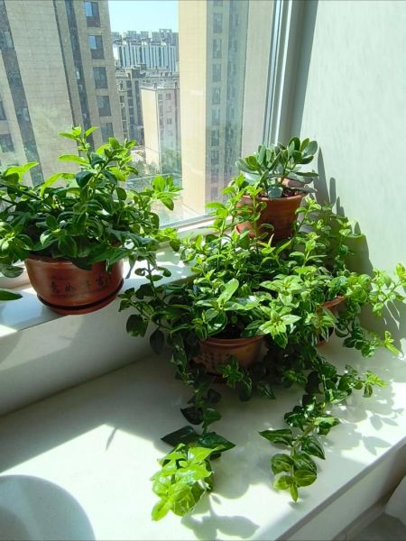 吊兰怎么养才能爆盆_吊兰作文200字怎么写-第2张图片-星辰妙记 吊兰怎么养才能爆盆_吊兰作文200字怎么写-第2张图片-星辰妙记