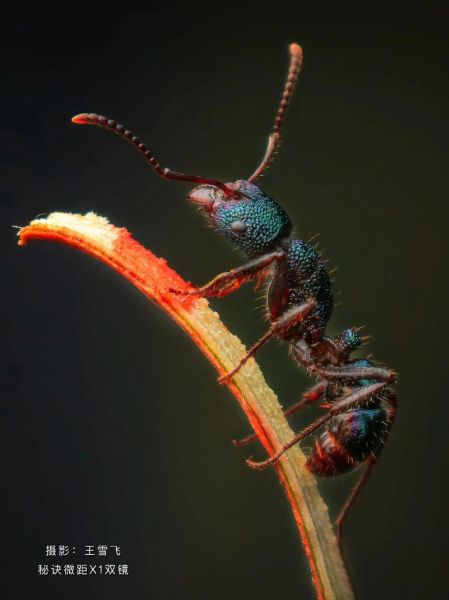 微距镜头手机怎么选_微距镜头手机推荐-第1张图片-星辰妙记 微距镜头手机怎么选_微距镜头手机推荐-第1张图片-星辰妙记
