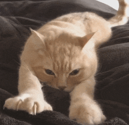 如何描写猫的动态_猫的性格怎么写-第2张图片-星辰妙记