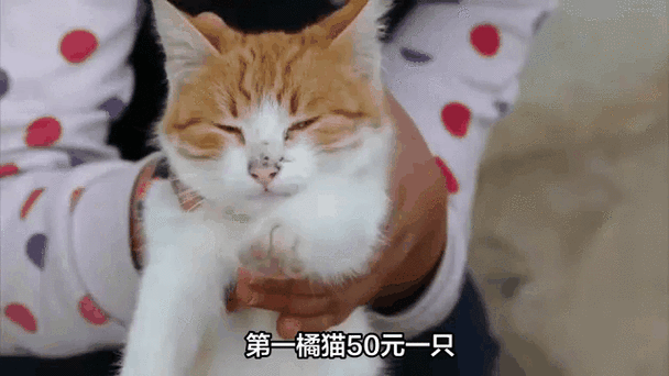 如何描写猫的动态_猫的性格怎么写-第3张图片-星辰妙记