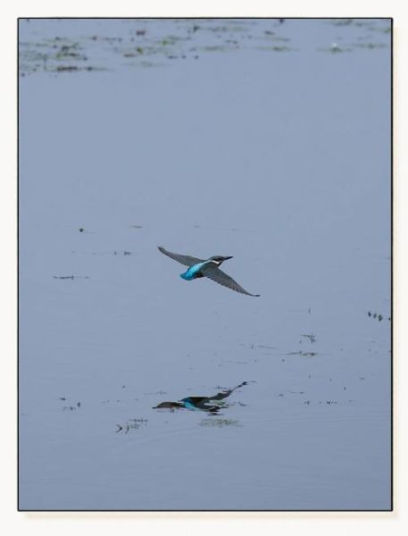 飞鸟慢镜头怎么拍_飞鸟慢动作拍摄技巧-第2张图片-星辰妙记 飞鸟慢镜头怎么拍_飞鸟慢动作拍摄技巧-第2张图片-星辰妙记