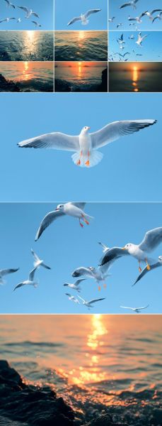 飞鸟慢镜头怎么拍_飞鸟慢动作拍摄技巧-第3张图片-星辰妙记 飞鸟慢镜头怎么拍_飞鸟慢动作拍摄技巧-第3张图片-星辰妙记