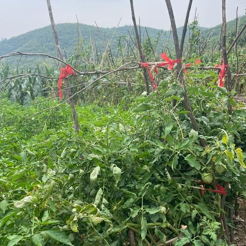 孕妇初期可以吃黄瓜吗_怀孕早期吃黄瓜安全吗-第1张图片-星辰妙记