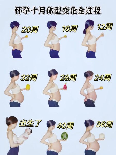 孕妇肚子变化视频_怀孕几个月开始显怀-第2张图片-星辰妙记