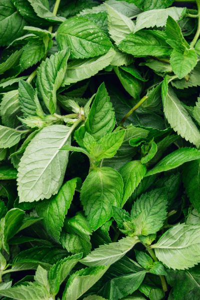 孕妇可以吃薄荷叶子吗_孕早期能吃薄荷吗-第2张图片-星辰妙记