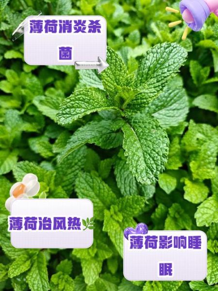 孕妇可以吃薄荷叶子吗_孕早期能吃薄荷吗-第3张图片-星辰妙记
