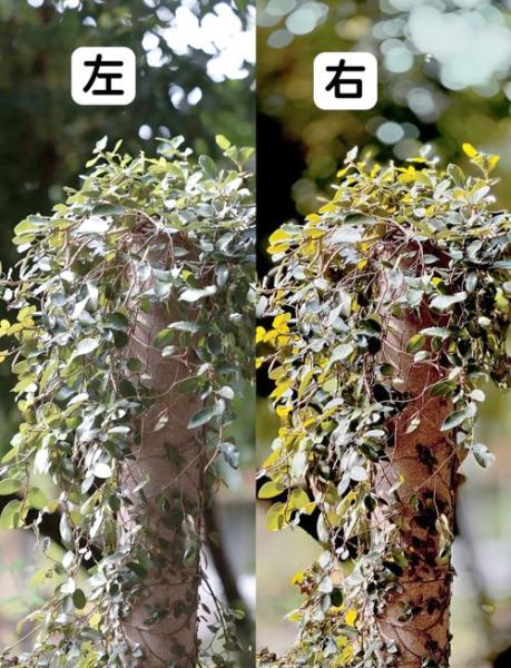 虚化镜头怎么拍_背景虚化效果为什么不好-第3张图片-星辰妙记 虚化镜头怎么拍_背景虚化效果为什么不好-第3张图片-星辰妙记