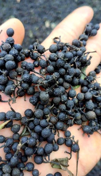 孕妇能吃木姜子吗_木姜子对孕妇安全吗-第2张图片-星辰妙记