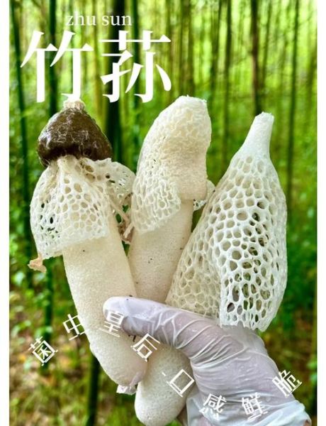 孕妇能吃竹荪吗_竹荪对孕妇有什么好处-第1张图片-星辰妙记 孕妇能吃竹荪吗_竹荪对孕妇有什么好处-第1张图片-星辰妙记