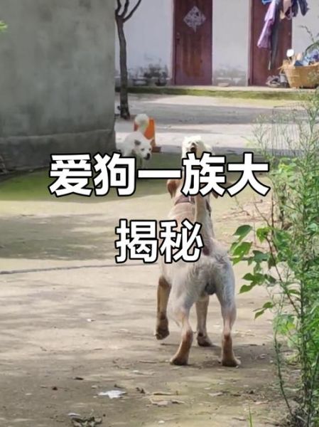 动物之间的爱有哪些表现_动物的爱能教会人类什么-第3张图片-星辰妙记