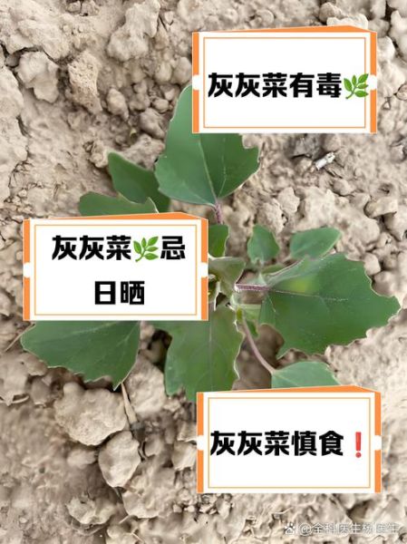 孕妇可以吃灰菜吗_灰菜对孕妇安全吗-第1张图片-星辰妙记 孕妇可以吃灰菜吗_灰菜对孕妇安全吗-第1张图片-星辰妙记