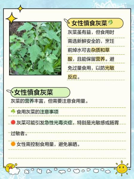 孕妇可以吃灰菜吗_灰菜对孕妇安全吗-第2张图片-星辰妙记 孕妇可以吃灰菜吗_灰菜对孕妇安全吗-第2张图片-星辰妙记