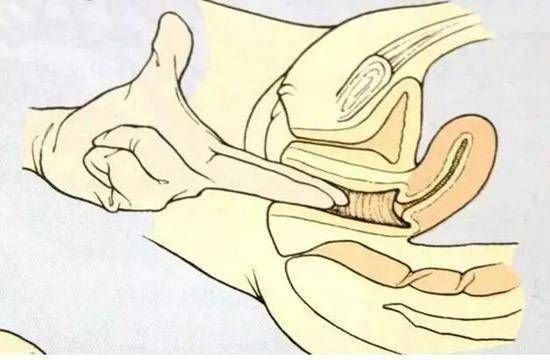 孕妇开一指到生要多久_分娩全过程时间-第3张图片-星辰妙记