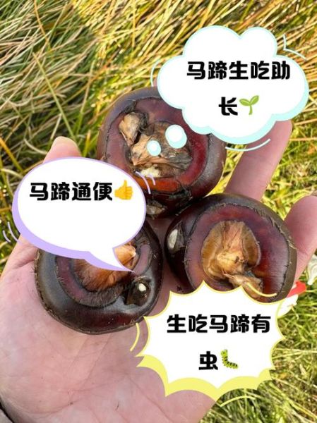 孕妇可以吃马蹄吗_马蹄对孕妇的好处与禁忌-第2张图片-星辰妙记 孕妇可以吃马蹄吗_马蹄对孕妇的好处与禁忌-第2张图片-星辰妙记