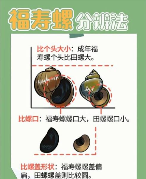 孕妇可以吃田螺吗_田螺对孕妇的影响-第1张图片-星辰妙记