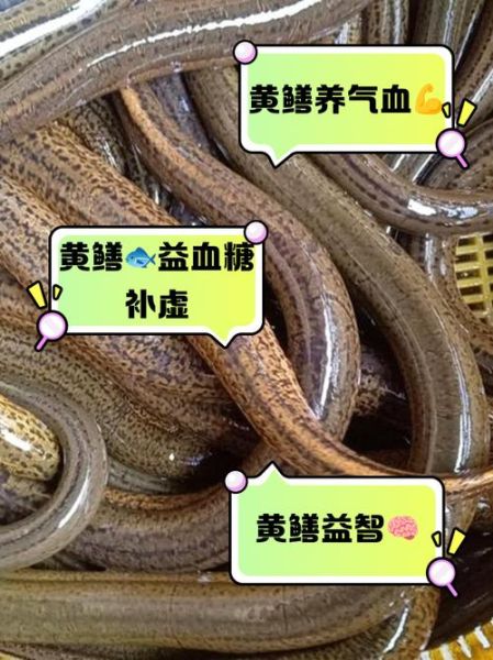 孕妇几个月吃黄鳝最补_黄鳝对胎儿发育的最佳阶段-第1张图片-星辰妙记