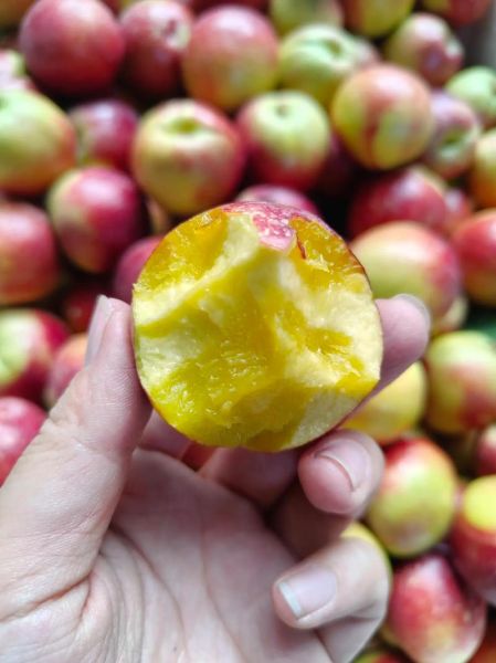 孕妇中期能吃桃子吗_吃桃子对胎儿好吗-第3张图片-星辰妙记